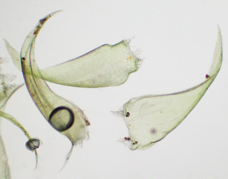 Hypnum fauriei